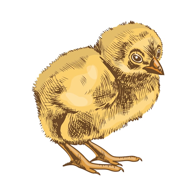 Un boceto de pollo de Pascua dibujado a mano en color vintage y negro