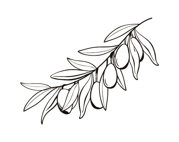 Boceto de ramas de olivo aisladas con bayas Dibujo en blanco y negro del símbolo de Italia