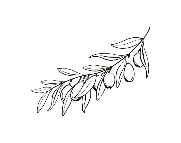 Boceto de ramas de olivo aisladas con bayas Dibujo en blanco y negro del símbolo de Italia