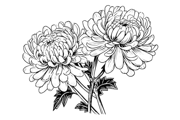 Boceto de tinta dibujado a mano de crisantemo Ilustración vectorial en estilo vintage grabado