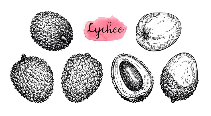 Vector boceto de tinta de frutas de lichi aislado sobre fondo blanco ilustración vectorial dibujada a mano