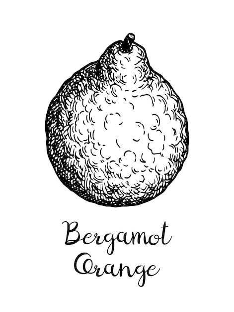 Boceto de tinta naranja bergamota aislado sobre fondo blanco Ilustración vectorial dibujada a mano Estilo retro
