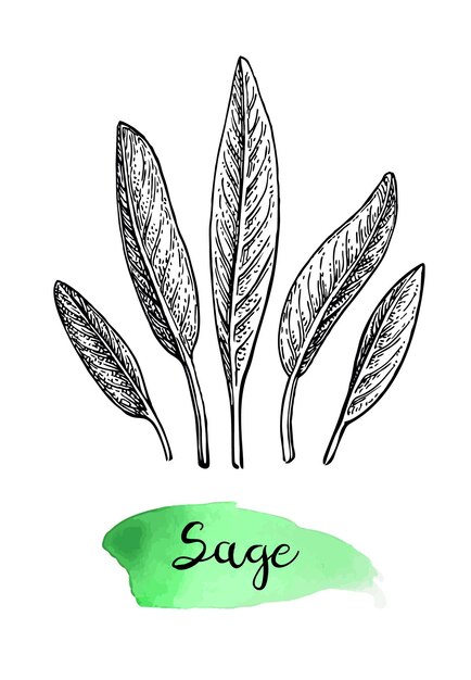 Boceto de tinta de salvia aislado sobre fondo blanco Ilustración vectorial dibujada a mano de salvia Estilo retro