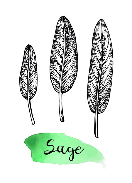 Boceto de tinta de salvia aislado sobre fondo blanco Ilustración vectorial dibujada a mano de salvia Estilo retro