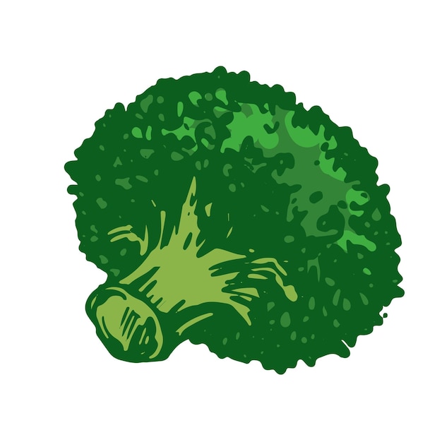 El boceto vectorial del brócoli verde se encuentra en la mesa dibujado a mano de color repollo dibujado de coliflor