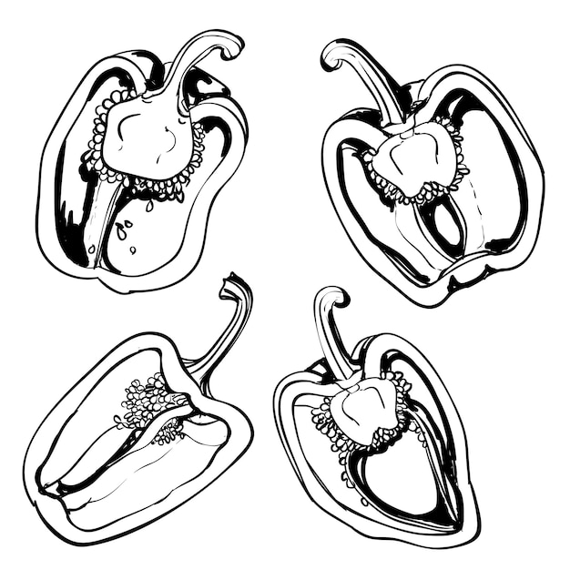 Bocetos artísticos dibujados a mano de pimientos y pimentón. conjunto de vectores