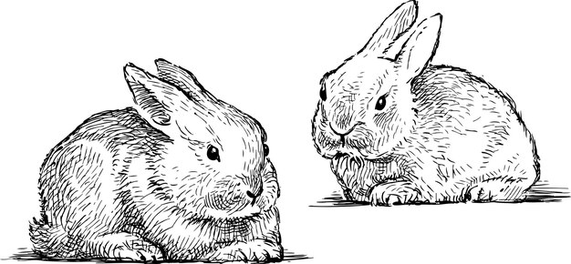 Bocetos de los conejos bebés.