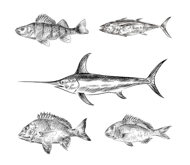 Bocetos dibujados a mano de peces, ilustración sobre fondo blanco