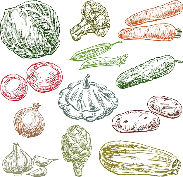 Bocetos de las diversas verduras.