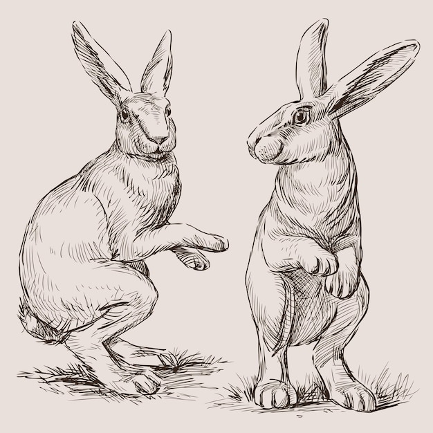 Vector bocetos de dos lindos conejos de dibujos animados