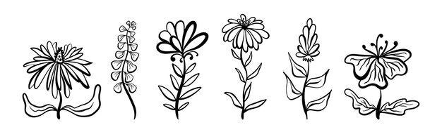 Bocetos florales en un estilo lineal Hermoso diseño floral botánico Un conjunto de dibujos de plantas se dibuja a mano Contorno negro sobre un fondo blanco