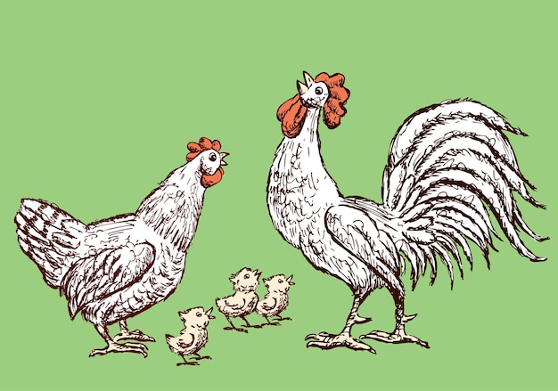 Bocetos de un gallinero y gallinas.