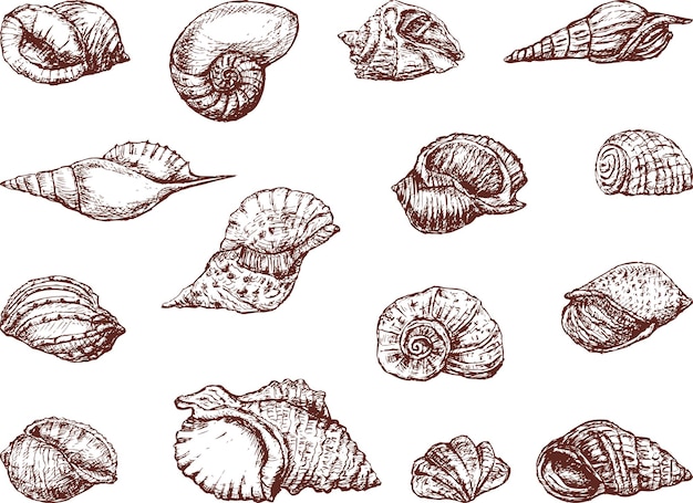 Bocetos de varias conchas marinas