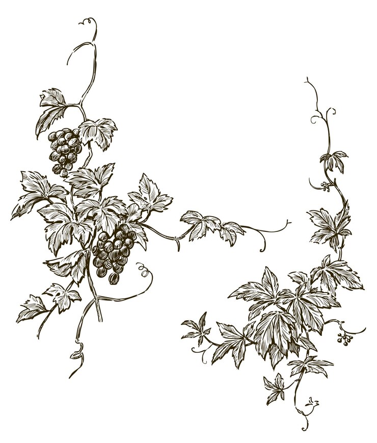 Vector bocetos de vid de uva