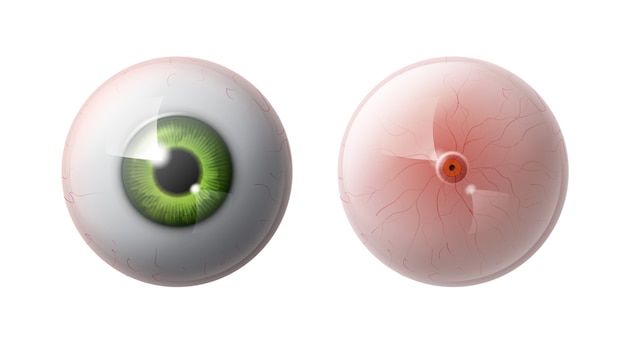 Bola de ojo humano realista con frente de iris verde, vista posterior de cerca aislado sobre fondo gris