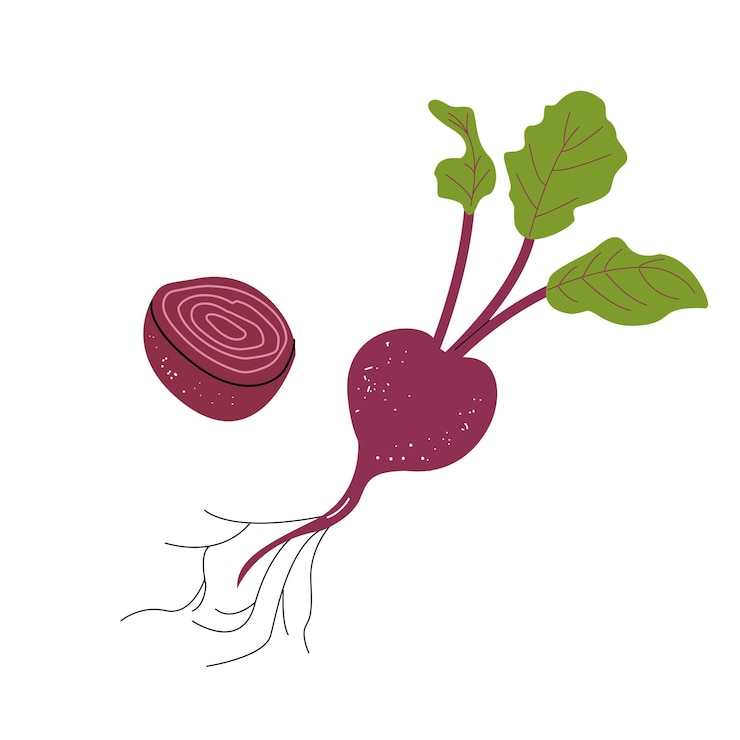 Vector bonita remolacha aislada sobre un fondo blanco estilo moderno de moda comida vegana orgánica saludable