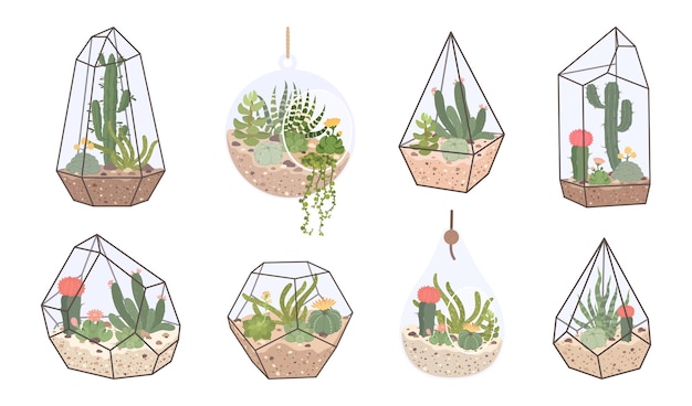 Vector bonito florario de cristal, terrario geométrico con suculentas y cactus. terrarios con plantas tropicales del desierto para el conjunto de vectores de decoración interior del hogar