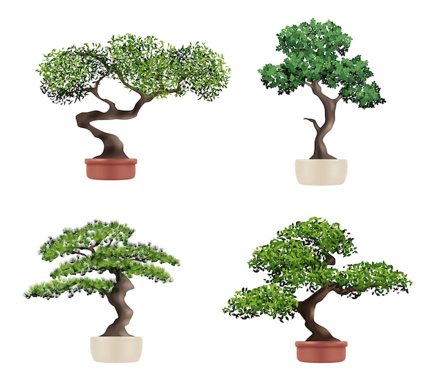 Vector bonsái de árbol decorativo plantas japonesas botánicas realistas naturaleza cultivada hermoso árbol anciano bonsái vectorial decente