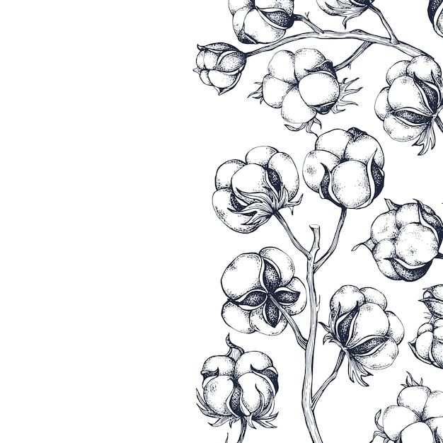 Borda botánica de algodón dibujada a mano Ilustración vectorial aislada plantilla de boceto de algodán Grabado