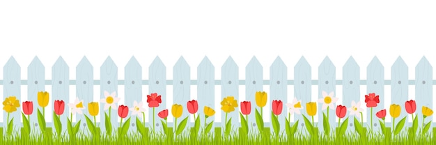 Borde horizontal sin costuras. Césped con tulipanes rojos, amarillos y narcisos y una valla. Ilustración de verano, primavera en estilo de dibujos animados en un estilo plano sobre un fondo blanco.