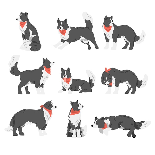 Border Collie Dog Set Shepherd Animal de compañía con abrigo blanco y negro en pañuelo rojo Ilustración vectorial de dibujos animados