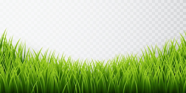 Bordes de hierba verde