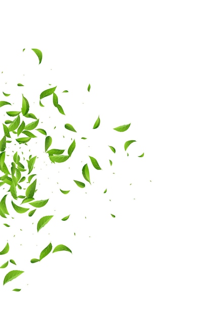 Vector bosque hoja fresca vector fondo blanco planta