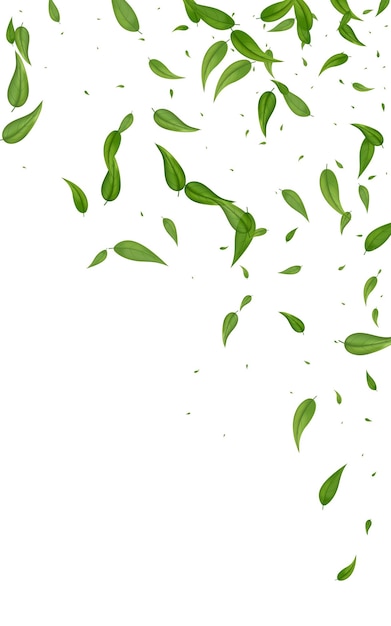 Bosque Hoja Vector Orgánico Sobre Fondo Blanco