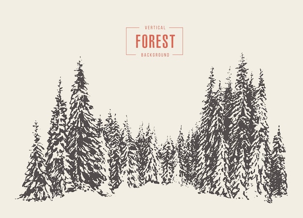 Bosque de pinos, ilustración vectorial, dibujado a mano, boceto