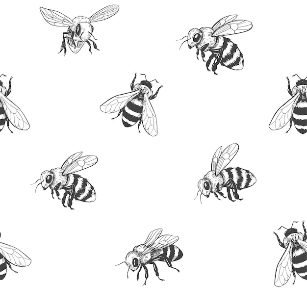 Vector bosquejo de una abeja. patrón sin costuras. diseño de miel. ilustración vectorial