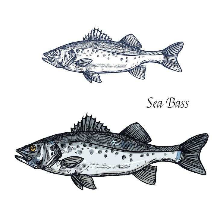 Vector bosquejo aislado de lubina para el diseño de mariscos