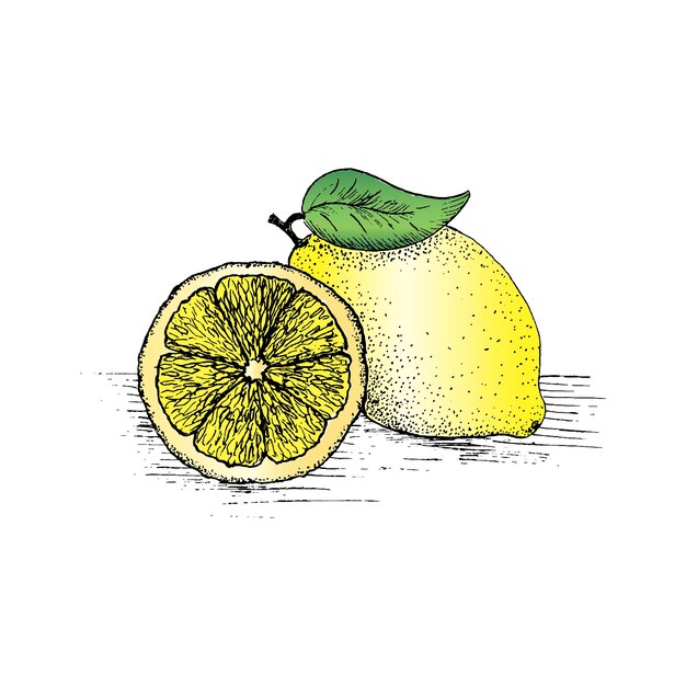 Bosquejo amarillo limón. Limón en rodajas dibujado a mano, ilustración vectorial sobre fondo blanco.