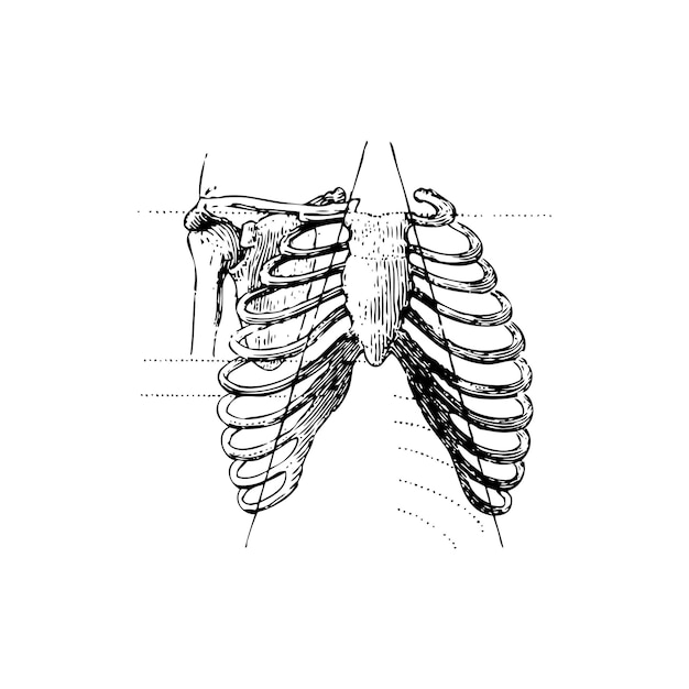 Bosquejo de la anatomía de la caja torácica humana, ilustración vectorial sobre fondo blanco