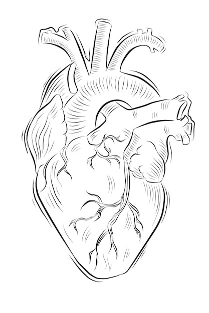 bosquejo anatomía corazón tatuaje mano dibujar