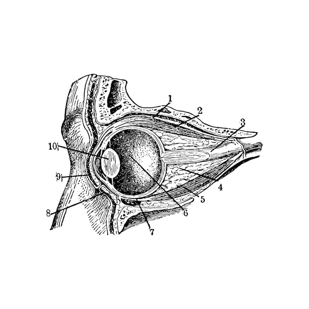 Vector bosquejo de la anatomía del globo ocular humano, ilustración vectorial sobre fondo blanco