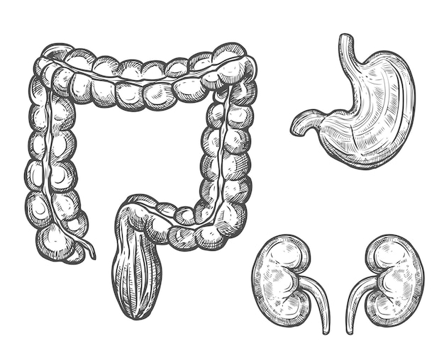 Bosquejo de la anatomía del órgano humano para el diseño de la medicina