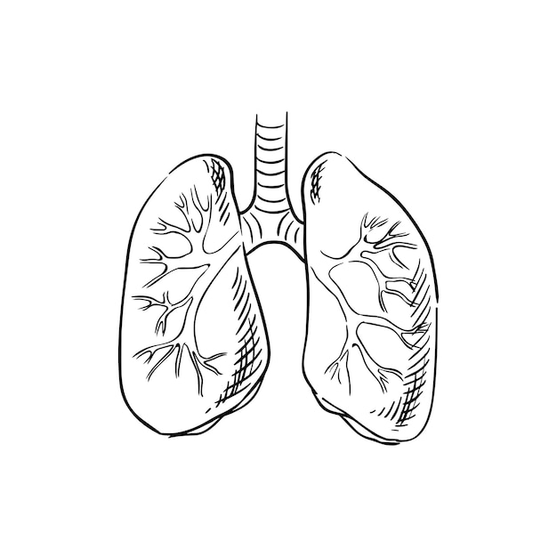 Vector bosquejo de la anatomía de los pulmones humanos, ilustración vectorial sobre fondo blanco