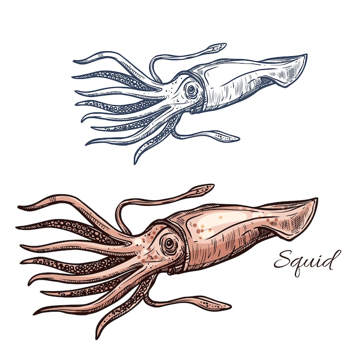 Vector bosquejo de animales marinos de calamar para el diseño de mariscos