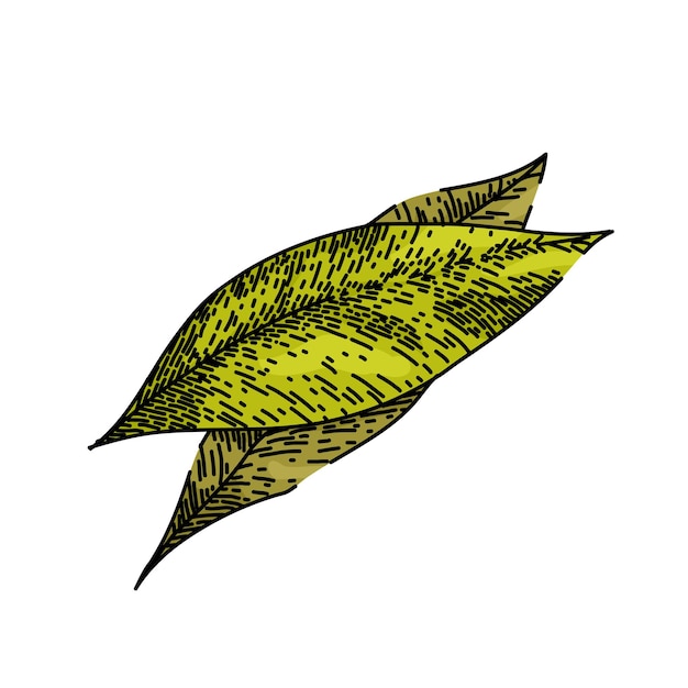 Bosquejo de árbol de hierba de hoja de laurel vector dibujado a mano