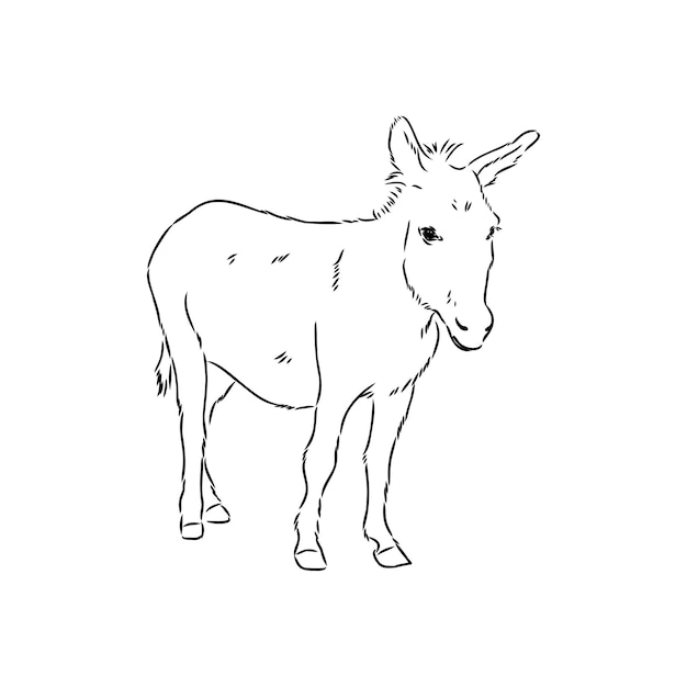 Bosquejo de burro dibujado a mano ilustración burro vector