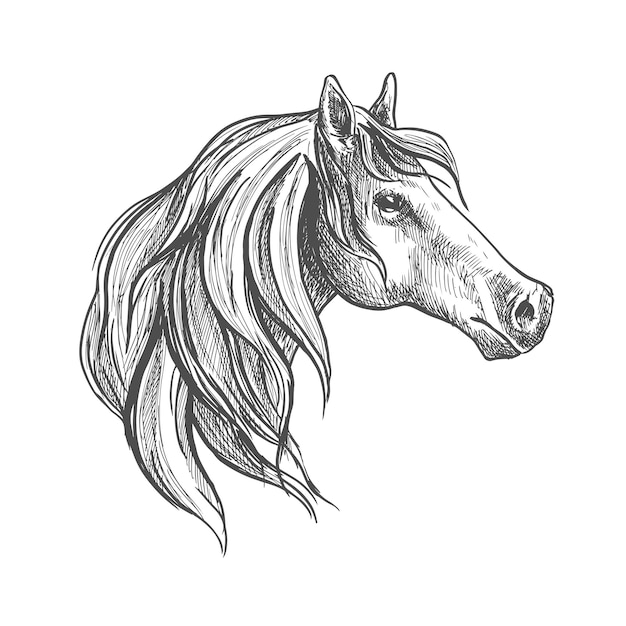 Vector bosquejo de una cabeza de caballo