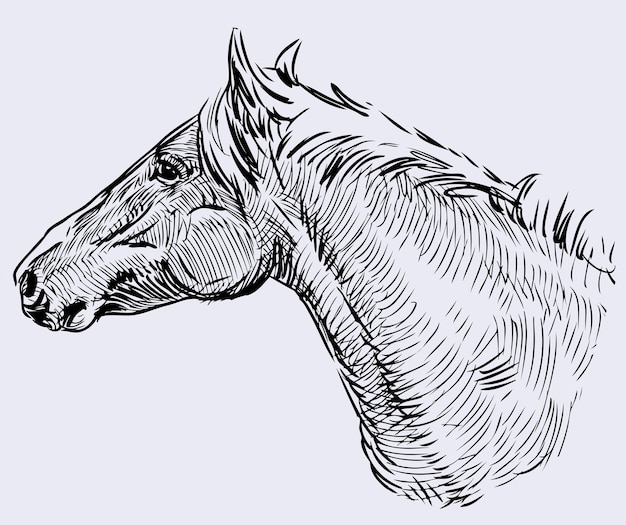 bosquejo, de, cabeza, de, granja, caballo
