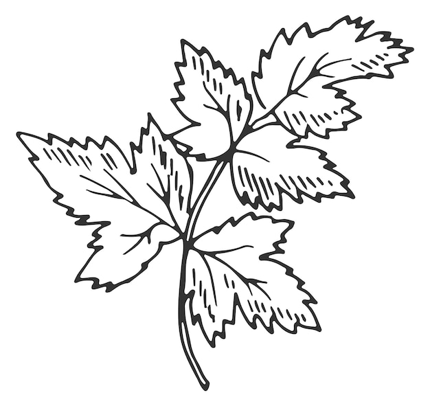 Bosquejo de cilantro Planta de aroma natural Hierba orgánica aislada sobre fondo blanco