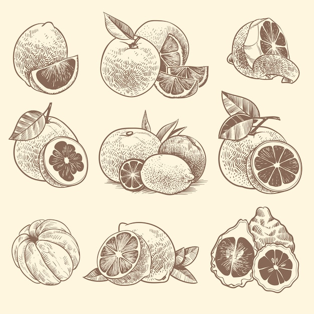 Vector bosquejo de cítricos. naranjas, limones y pomelos, lima. cítricos y flores con hojas. conjunto de vector botánico vintage dibujado a mano