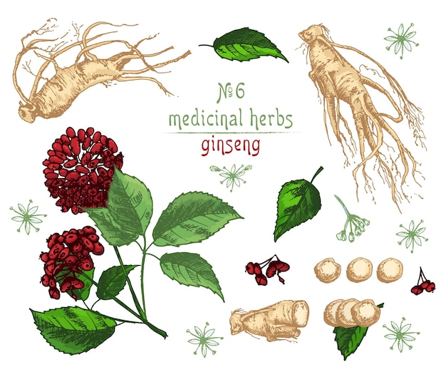 Bosquejo de color botánico realista de flores de raíz de ginseng y bayas aisladas en la colección de hierbas florales blancas Planta de medicina tradicional coreana