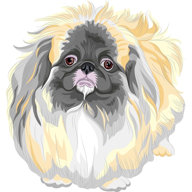 Vector bosquejo en color triste sable pekinés (perro león, perro león pequinés, perro pelchie o peke)