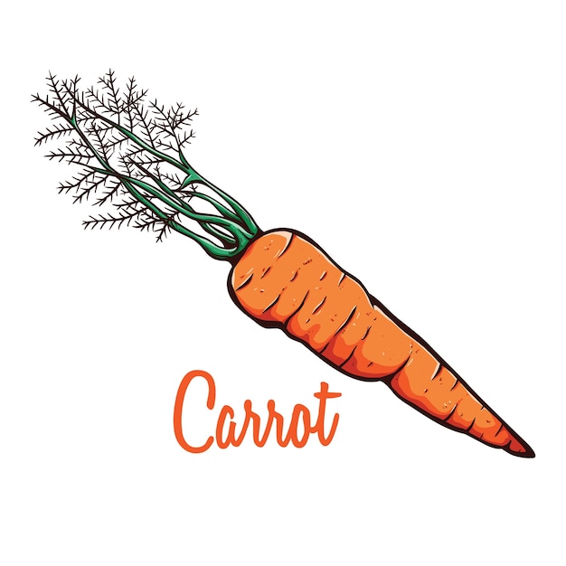 bosquejo del colorante o dibujado a mano de la zanahoria ecológica vegetal con texto o nombre