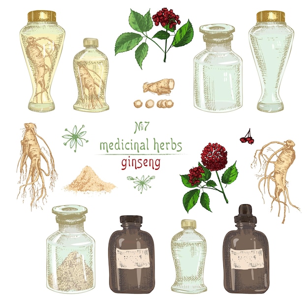 Vector bosquejo colorido botánico realista de ginseng raíz flores bayas botella mortero y maja aislado en blanco