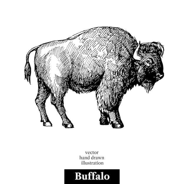 Bosquejo dibujado a mano animal Búfalo Bisonte americano Vector blanco y negro ilustración vintage Objeto aislado sobre fondo blancoxA