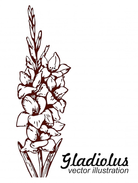 Bosquejo dibujado mano floreciente floral del gladiolo.